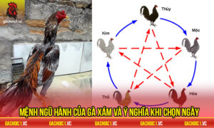 ga-xam-da-ngay-nao-tot