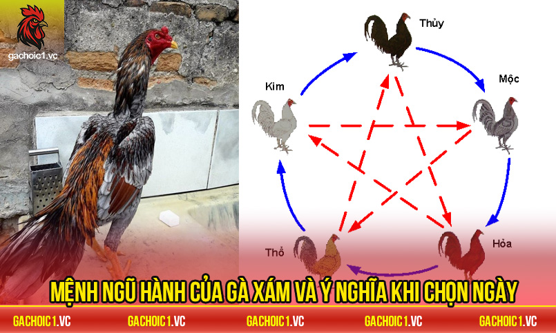 ga-xam-da-ngay-nao-tot