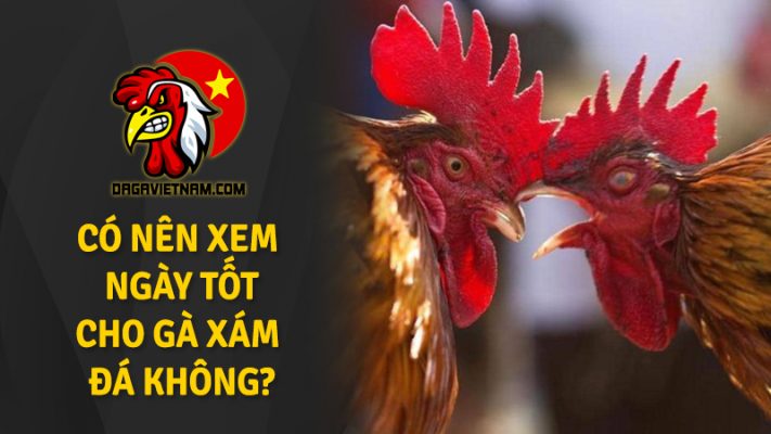 ga-xam-da-ngay-nao-tot