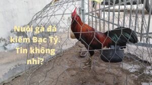 mo-hinh-nuoi-ga-da