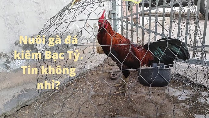 mo-hinh-nuoi-ga-da
